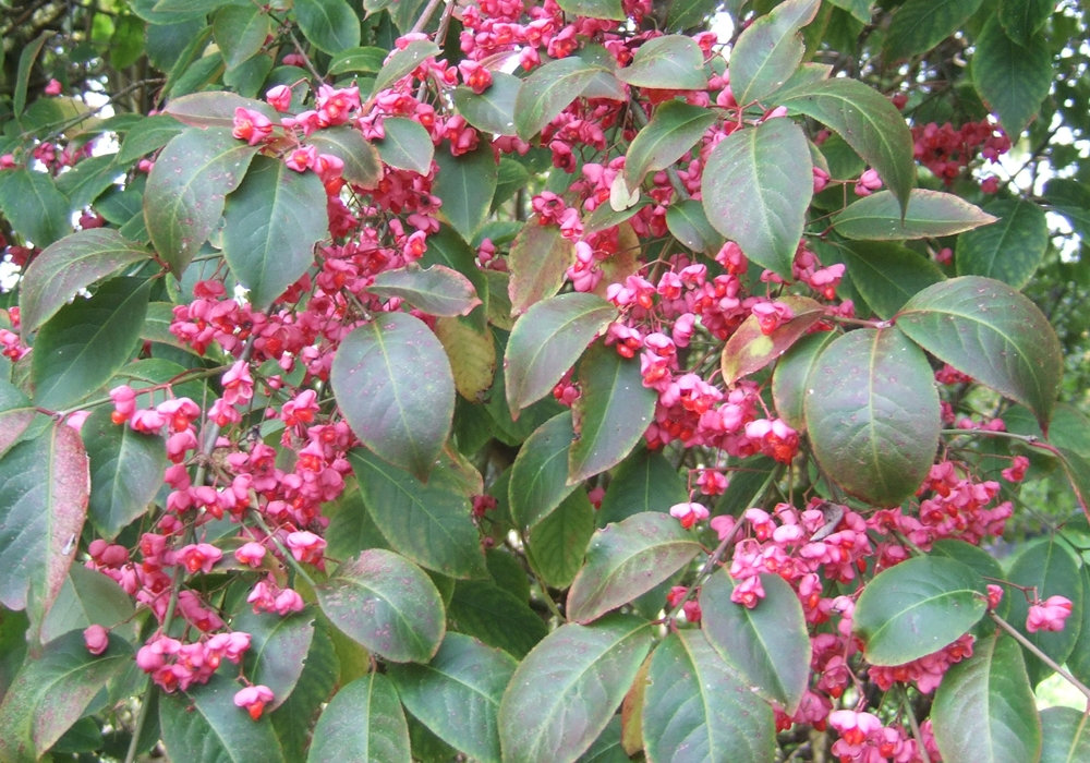 EUONYMUS HAMILTONIANUS SUBSP SIEBOLDIANUS